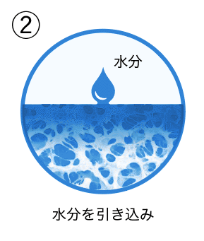 ② 毛細管現象による吸水